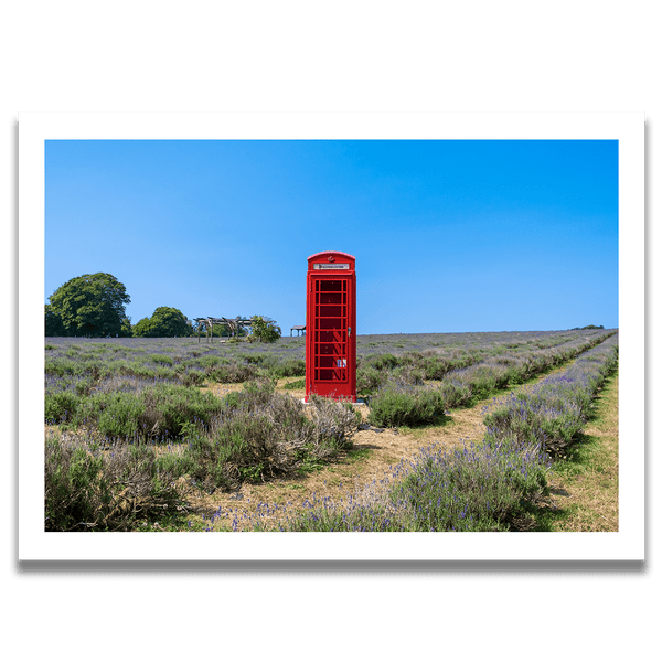 Mayfields Lavender Farm, Surrey. 2020 - Samuel Ryde Fine Art Phototography