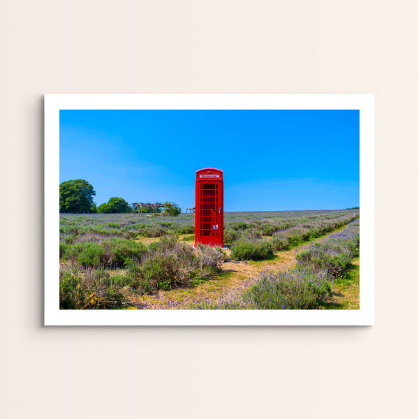 Mayfields Lavender Farm, Surrey. 2020