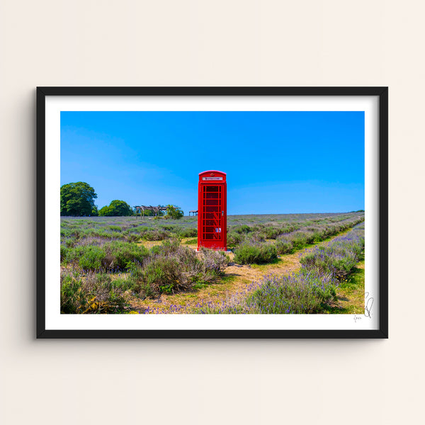 Mayfields Lavender Farm, Surrey. 2020