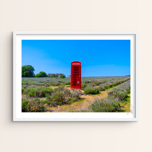 Mayfields Lavender Farm, Surrey. 2020